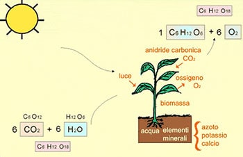 Fotosintesi clorifilliana delle piante